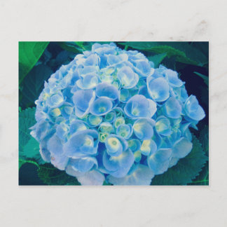 Baby blue hydrangea bloom postcard