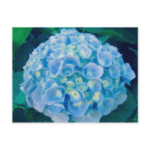 Baby blue hydrangea bloom