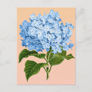 Baby Blue Hydrangea Postcard