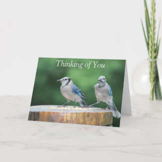 Baby Blue Jay Card