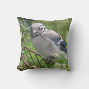 Baby Blue Jay Cushion