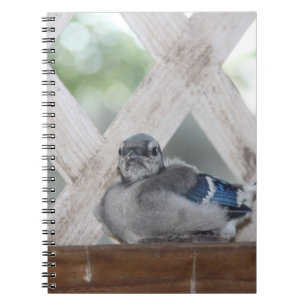 Baby Blue Jay Notebook