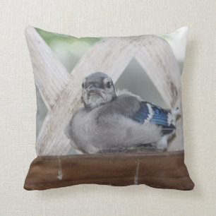 Baby Blue Jay Pillow