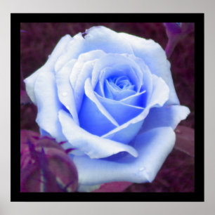 Baby Blue Rose Poster