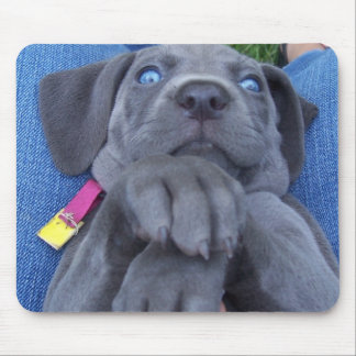 baby blue weimeraner mouse pad