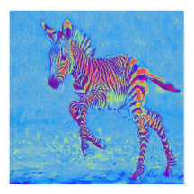 baby blue zebra running