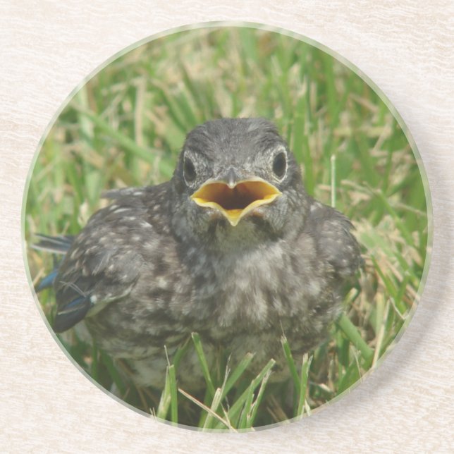 Baby Bluebird Coaster (Front)