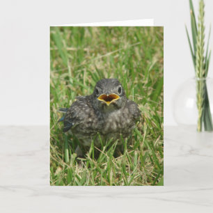 Baby Bluebird Holiday Card