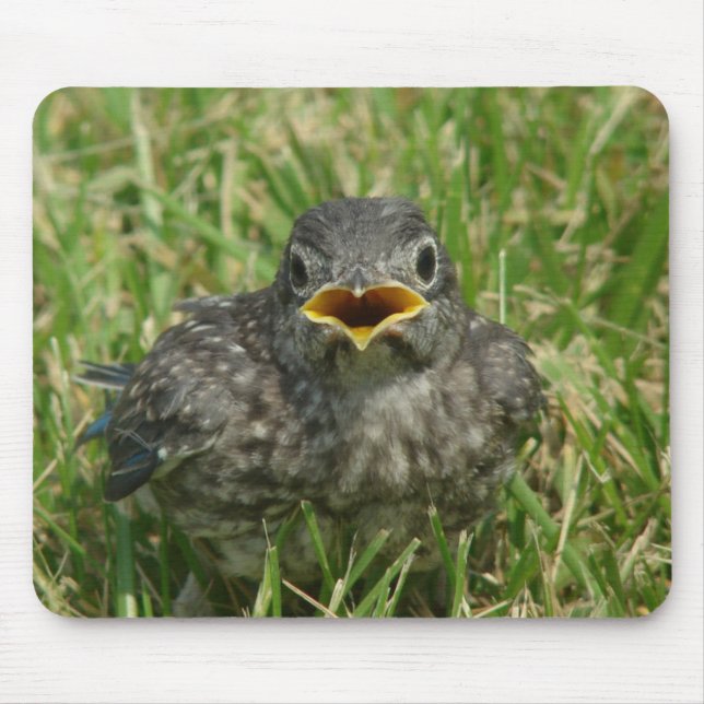 Baby Bluebird Mouse Pad (Front)