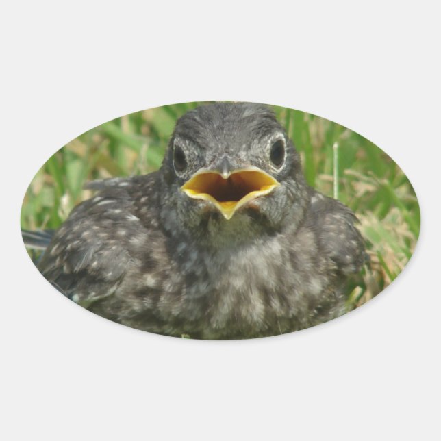 Baby Bluebird Oval Sticker (Front)