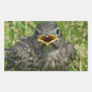Baby Bluebird Rectangular Sticker