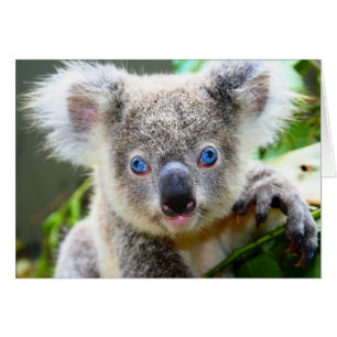 "Baby Blues" Koala