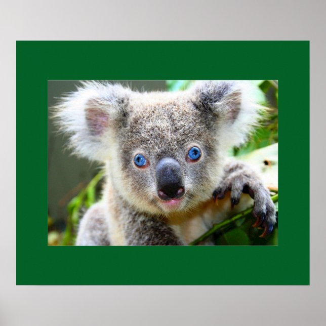 "Baby Blues" Koala Poster (Front)