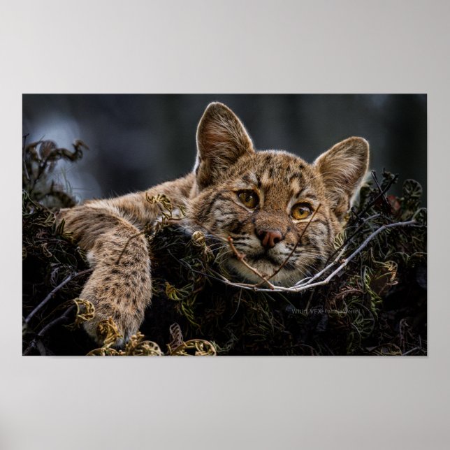 Baby Bobcat Lying in Tree Poster (Front)