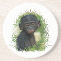 Baby Bonobo Ape
