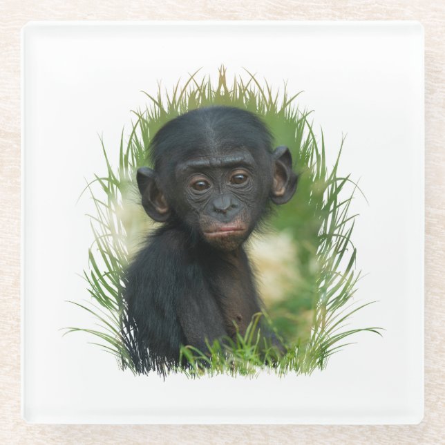Baby Bonobo Ape Glass Coaster (Front)