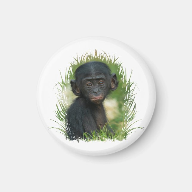 Baby Bonobo Ape Magnet (Front)