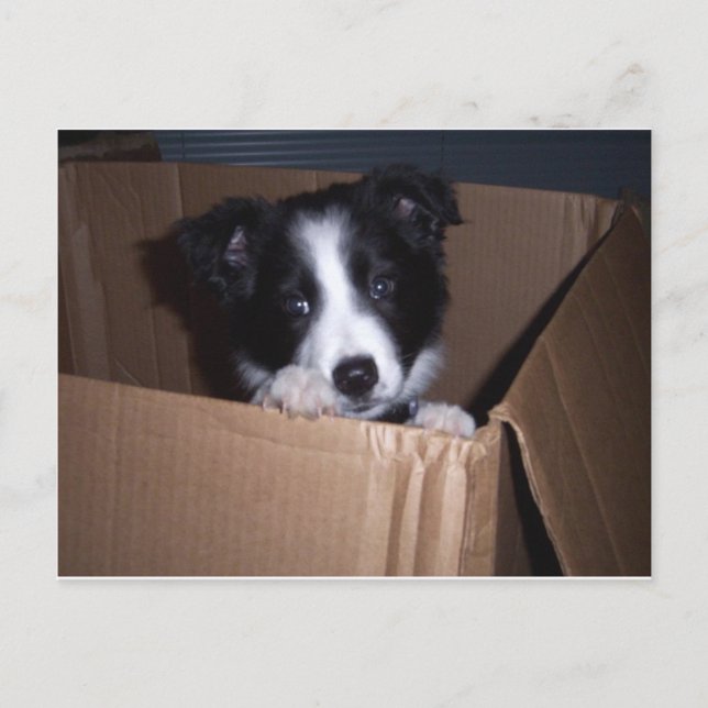 Baby Border Collie Postcard (Front)