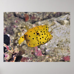 Baby Boxfish Poster