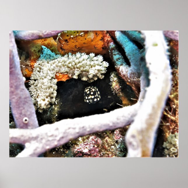 Baby Boxfish Poster (Front)