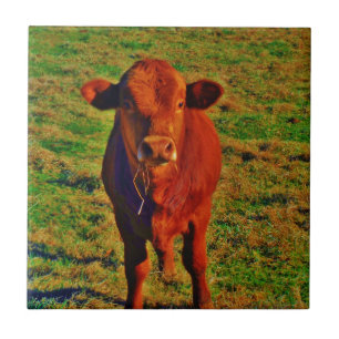 BABY BROWN COW EATING CERAMIC TILE