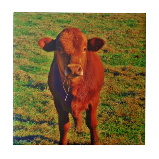 BABY BROWN COW EATING CERAMIC TILE (Front)