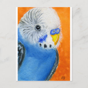 Baby Budgie Postcard