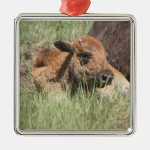 Baby Buffalo Ornament