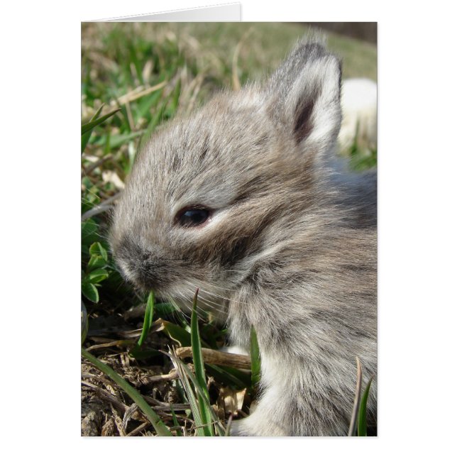 Baby Bunny (Front)