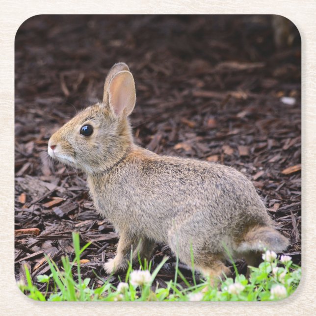 Baby Bunny Coaster (Front)
