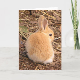 Baby bunny cute! holiday card
