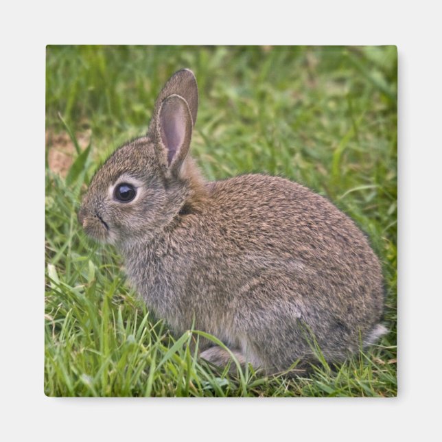 Baby Bunny Magnet (Front)