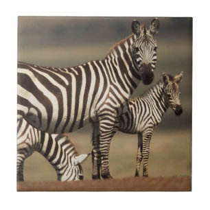 Baby Burchell's Zebra with mother Ceramic Tile