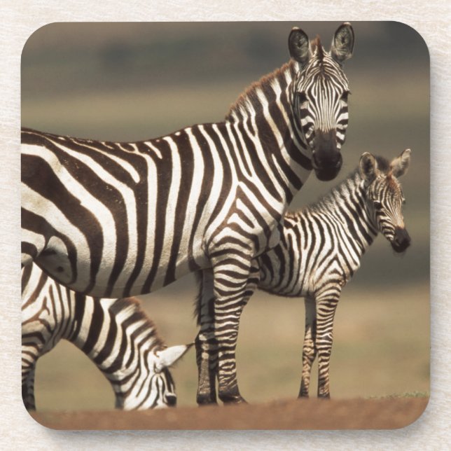 Baby Burchell's Zebra with mother Coaster (Front)