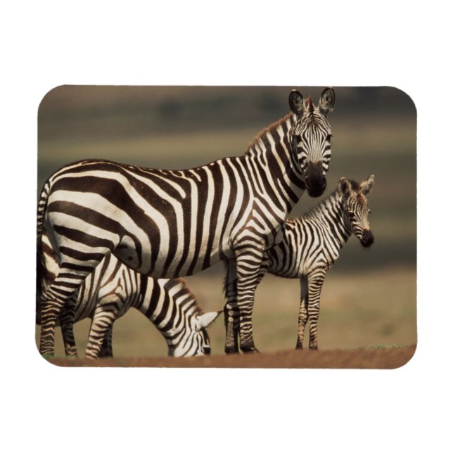 Baby Burchell's Zebra with mother Magnet (Horizontal)