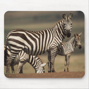 Baby Burchell's Zebra with mother Mouse Pad