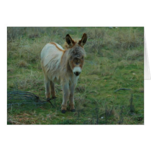 Baby Burro
