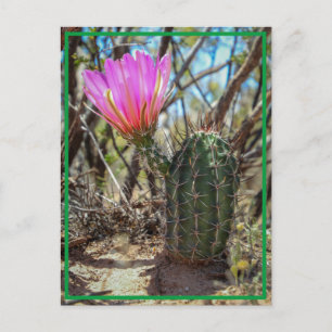 Baby Cactus Postcard