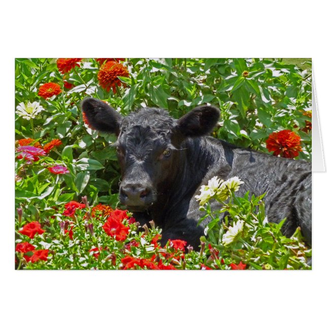 Baby Calf in the flowers (Front Horizontal)