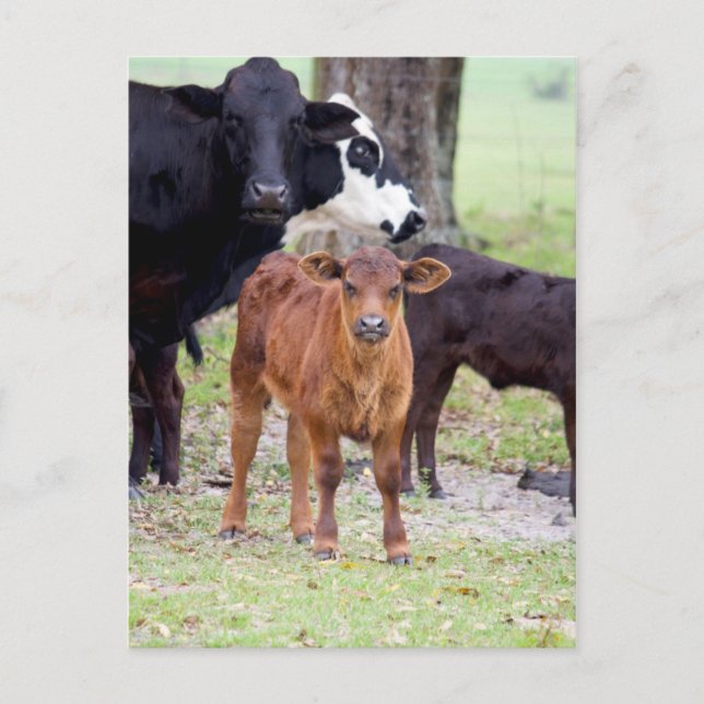 Baby Calf in the Spring Postcard (Front)