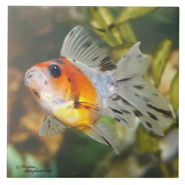 Baby Calico Ryukin Goldfish Tile (Front)