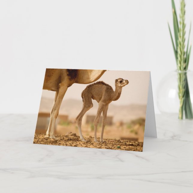 Baby Camel Card (Front)