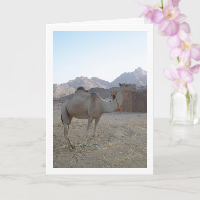 Baby Camel in Desert Card (Orchid)