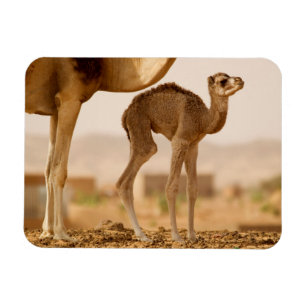 Baby Camel Magnet