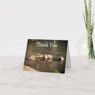Baby Canada Geese Nature Thank You Card
