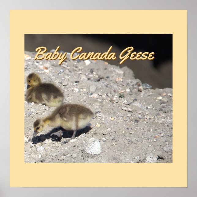 Baby Canada Geese Poster (Front)