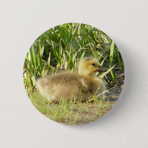 Baby Canada Goose Gosling Button