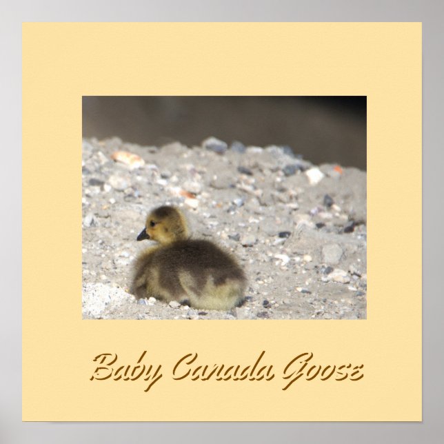 Baby Canada Goose Poster (Front)