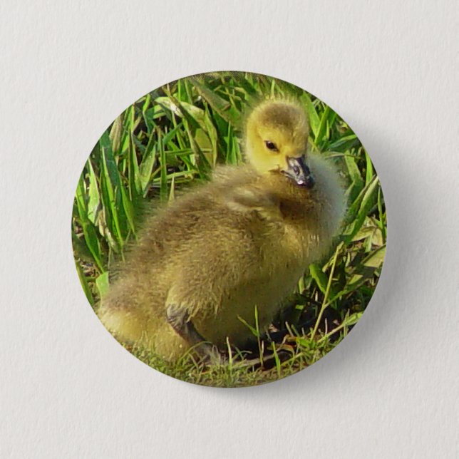 Baby Canadian Goose Button 2 (Front)