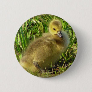 Baby Canadian Goose Button 2
